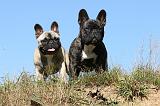 BOULEDOGUE FRANCAIS 500